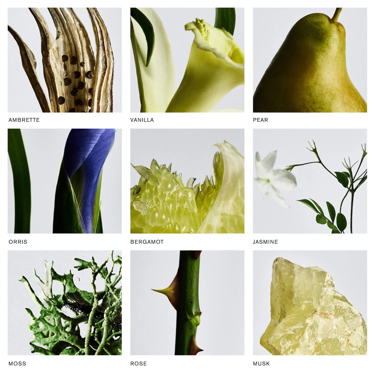 Retrospect™ L'Extrait de Parfum — MERIT