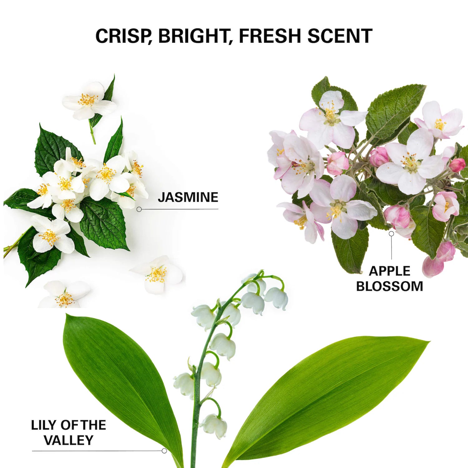 Champú seco avanzado Mini Insta-Wow — COLOR WOW