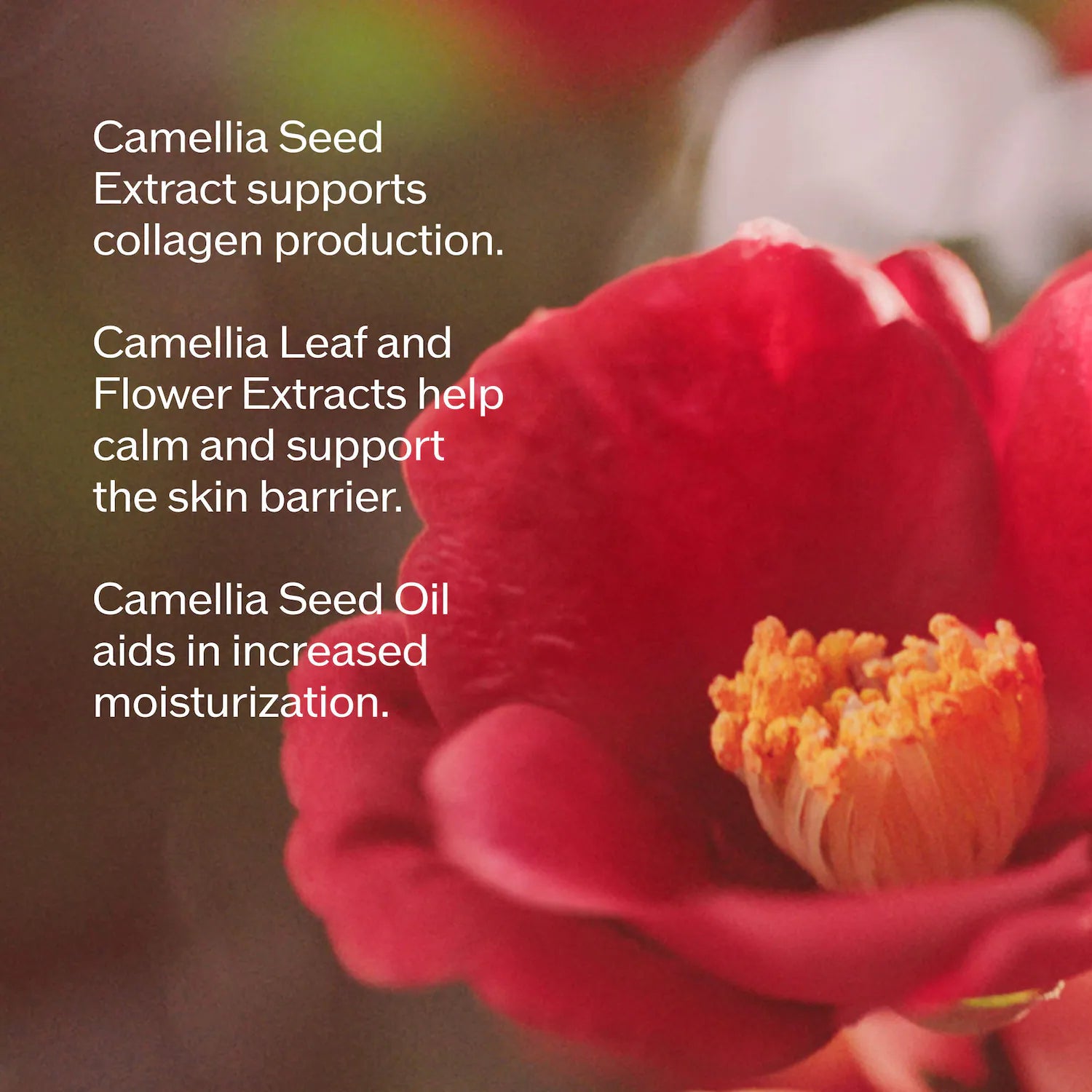 Suero de infusión Ultimune Power para luminosidad y arrugas — Shiseido